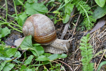 snails on the grass