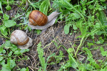 snails on the grass