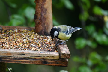 blue titmouse  take a seeds in the fodder rack