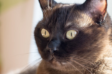 Portrait eines großen Katers - Mix aus Britisch Kurzhaar und Burma.