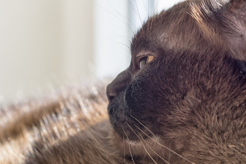 Portrait eines großen Katers - Mix aus Britisch Kurzhaar und Burma.