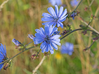 Gemeine Wegwarte, Cichorium intybus