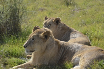 African Wildlife- lioness sisters 