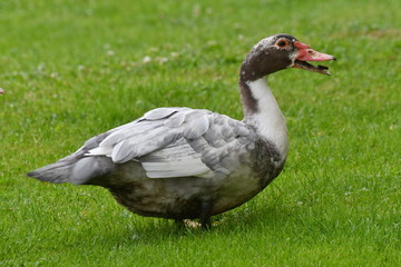 ducks grazing the grass 