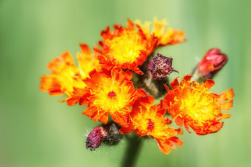 Orange Hawkweed (Hieracium aurantiacum)