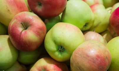 Fresh, ripe red apples gathered in the garden.