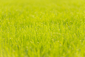Rice leaves with water drop dew in the morning