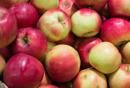 Fresh, ripe red apples gathered in the garden.