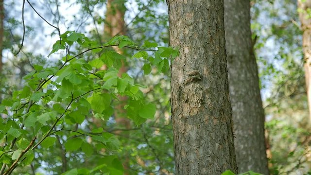 Small bird knocks on the tree trunk on the spring forest. Slow motion.