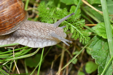 snails on the grass