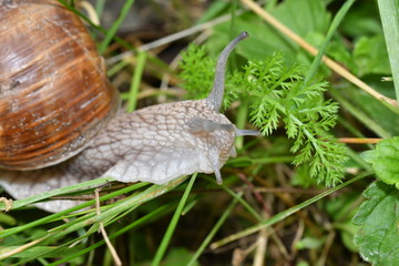 snails on the grass