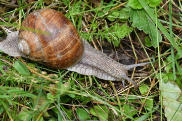 snails on the grass