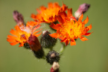 Orange Hawkweed Flowers (Hieracium aurantiacum)