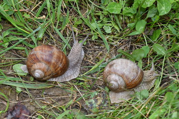 snails on the grass