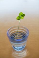 四葉のクローバー
