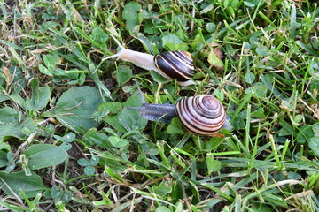 snails on the grass