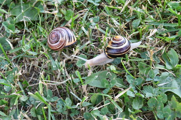 snails on the grass