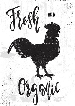 Vector hand drawn illustration. The idea for a cafe, restaurant,kitchen,  poster. Fresh and organic rooster  poster.