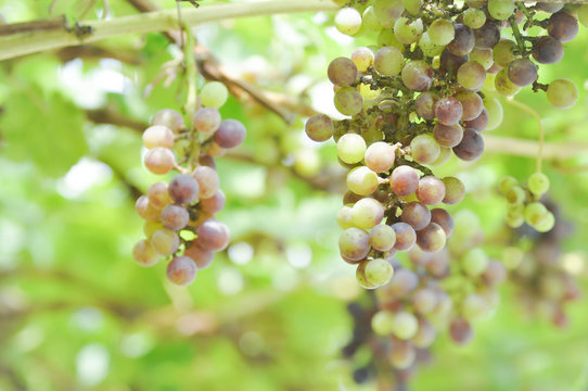 grape plant in the orchard
