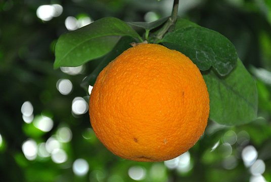 Exotic fruits - oranges
