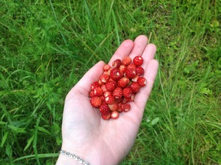 земляника в ладони