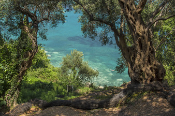 Olive tree with sea in background - Lichnos beach, Greece