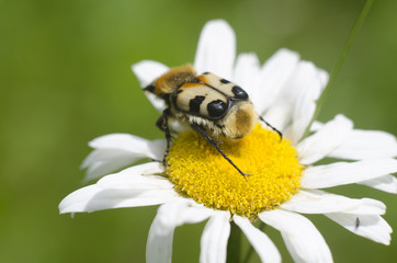 Beautiful insect on the top of blossoming chamomile. Macro view of unususal big bug sitting on a daisy flower for pollination. Natural background