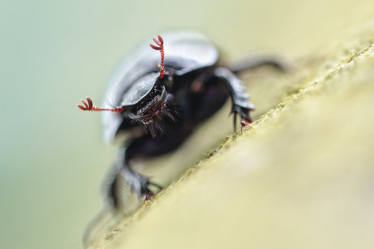 Anoplotrupes stercorosus, common name dor beetle
