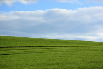 Fototapeta na wymiar Landscape with green meadow and blue sky