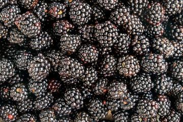 berries of large garden blackberry.
Horizontal shot from above a surface from black berries