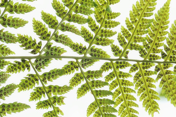 Fern - Polypodium vulgare with sorus detail © butterfly-photos.org