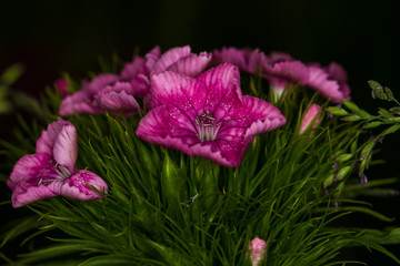 Wild flowers