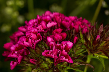 Wild flowers