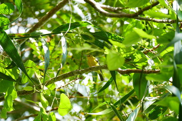 Beautiful tropical bird in the green flowers