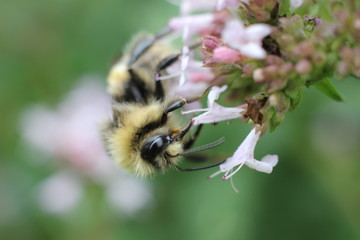 Closeup of a bumblebee on a flower