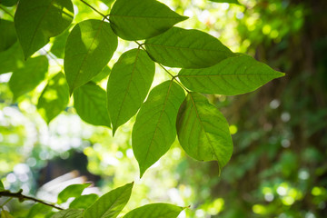 Fototapeta na wymiar Summer concept with green leaves