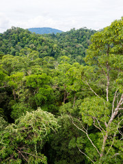 Virgin Rainforest, Ulu Temburong National Park, Brunei