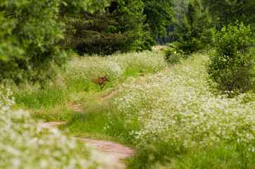 Młode łosia © Katarzyna