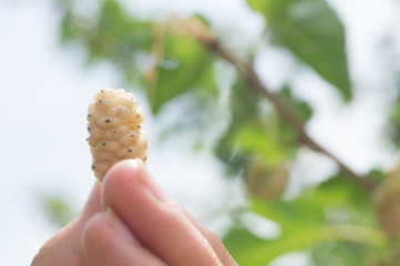 White ripe mulberry in the female's hand