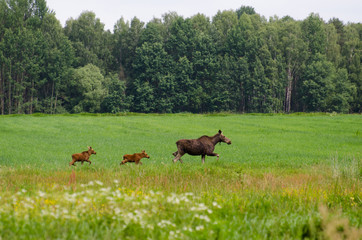 Młode łosia © Katarzyna