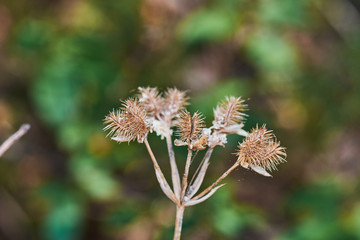 Yellow Dried Field Flowers In Sunny Day