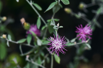 Purple Thorny Vibrant Wild Flowers In The Forest Macro Shot