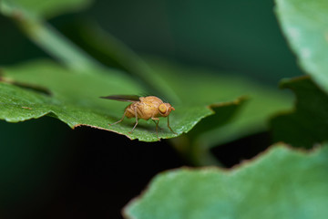 Little Yellow Fly Over Green Leaf Macro
