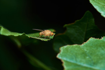 Little Yellow Fly Over Green Leaf Macro