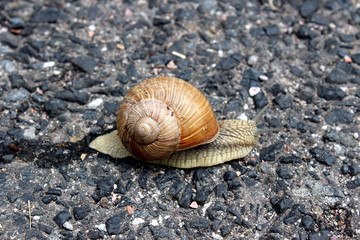 Schnecke  unterwegs