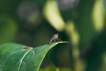 Little Horse Fly On Green Leaf