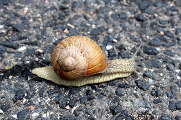Schnecke  unterwegs