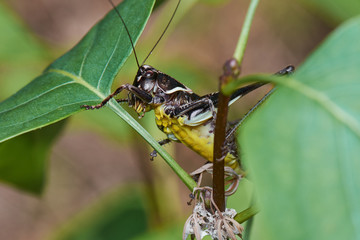 Big Dark Grasshopper Macro Shot Green Leaves
