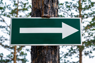 Sign with an arrow on a pine tree in the forest 