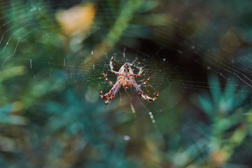 Spider On Net In The Forest Macro Shot